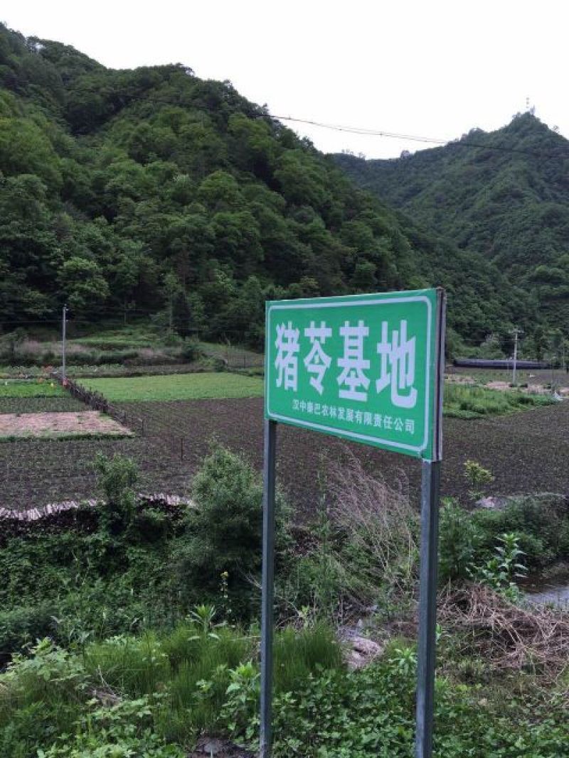 猪苓统个