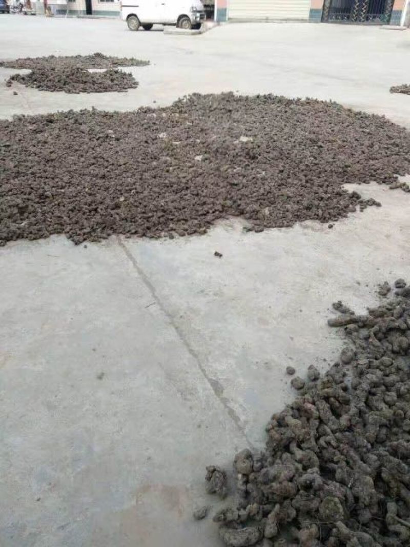 猪苓统个