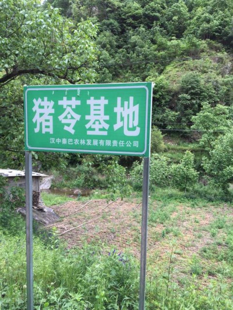 猪苓统个