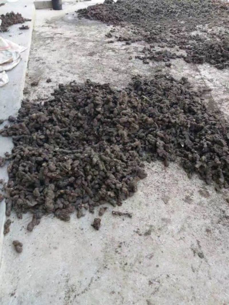 猪苓统个