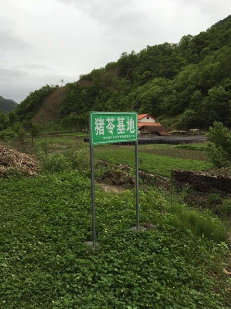猪苓统个