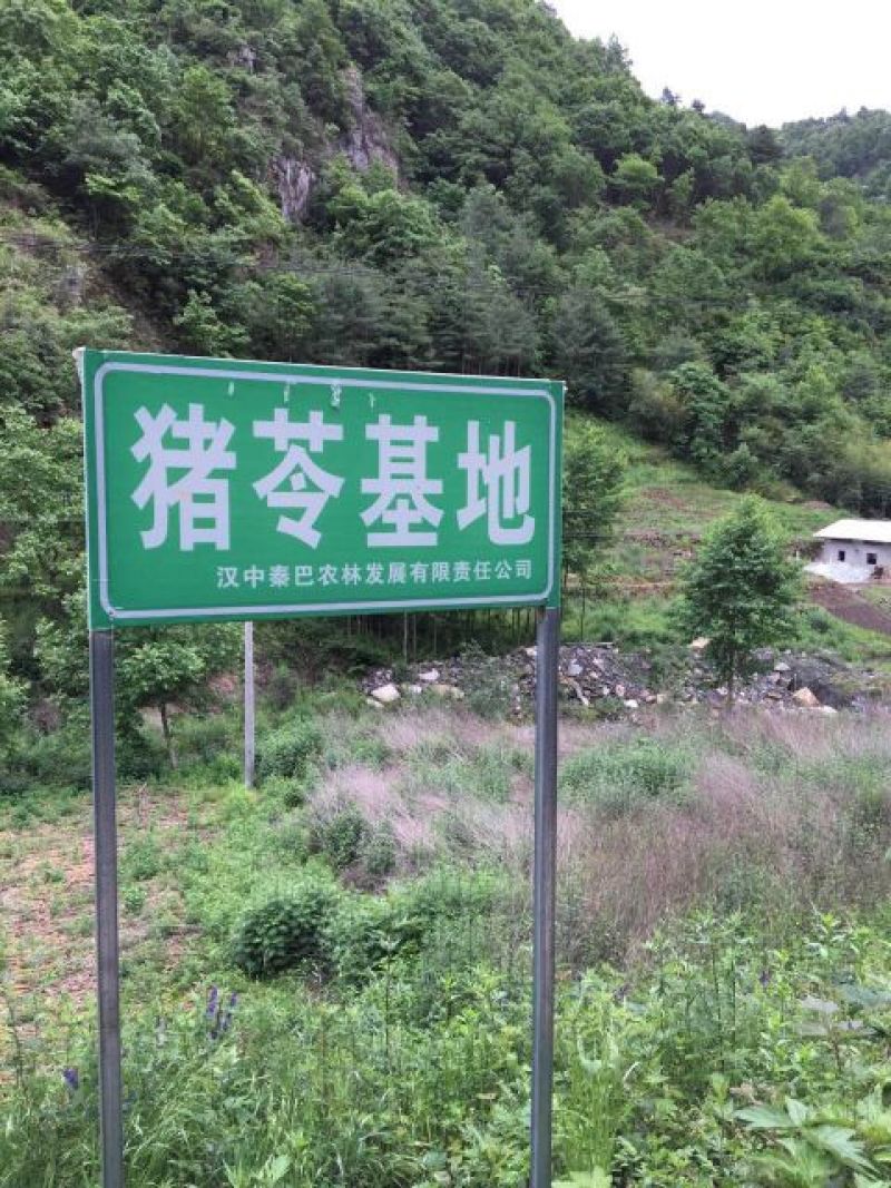 猪苓统个