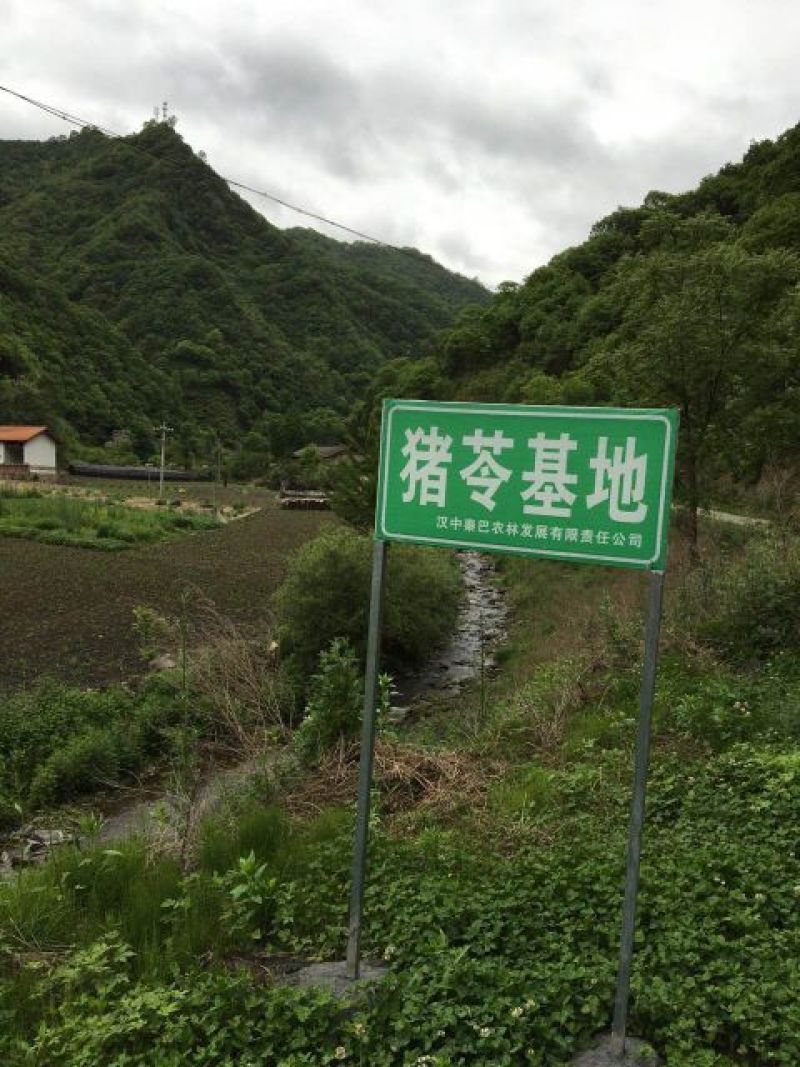 猪苓统个