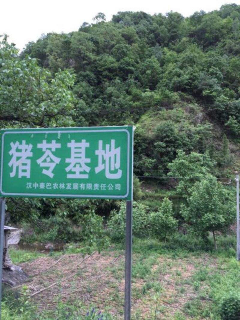 猪苓统个