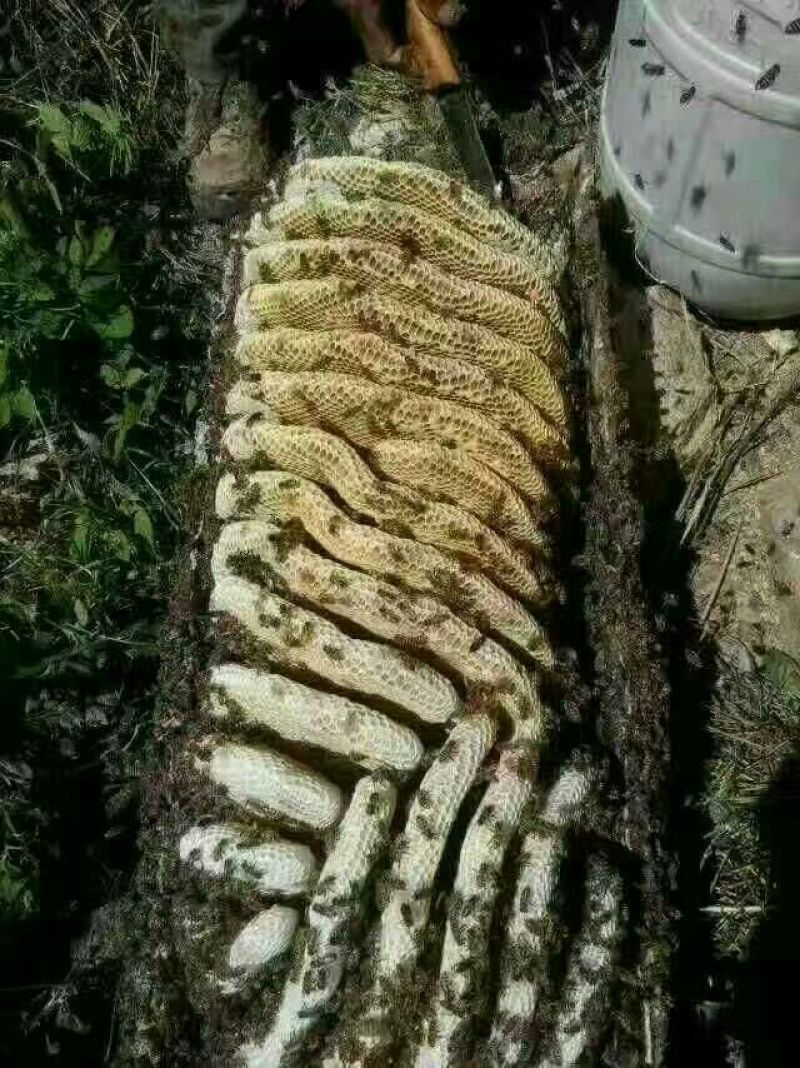土蜂蜜1斤