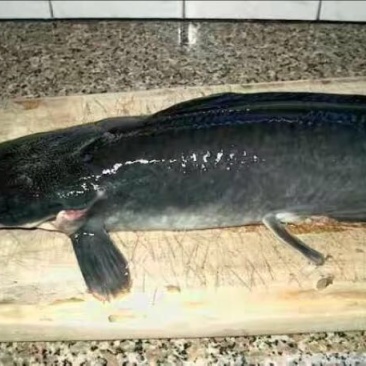 胡子鲶