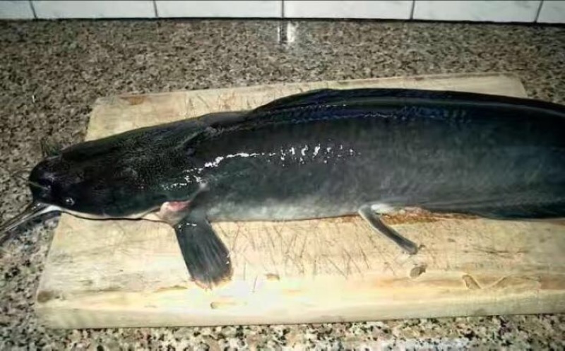 胡子鲶