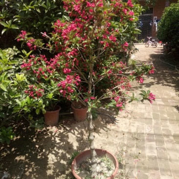 红王子锦带花80~100cm