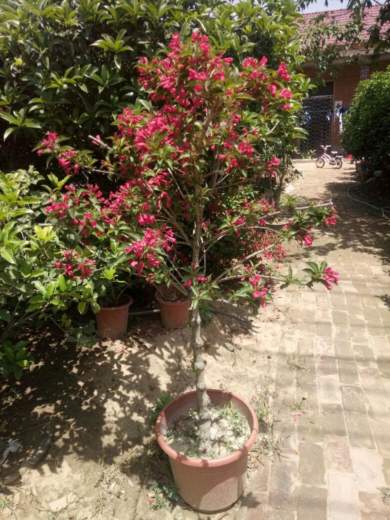 红王子锦带花80~100cm