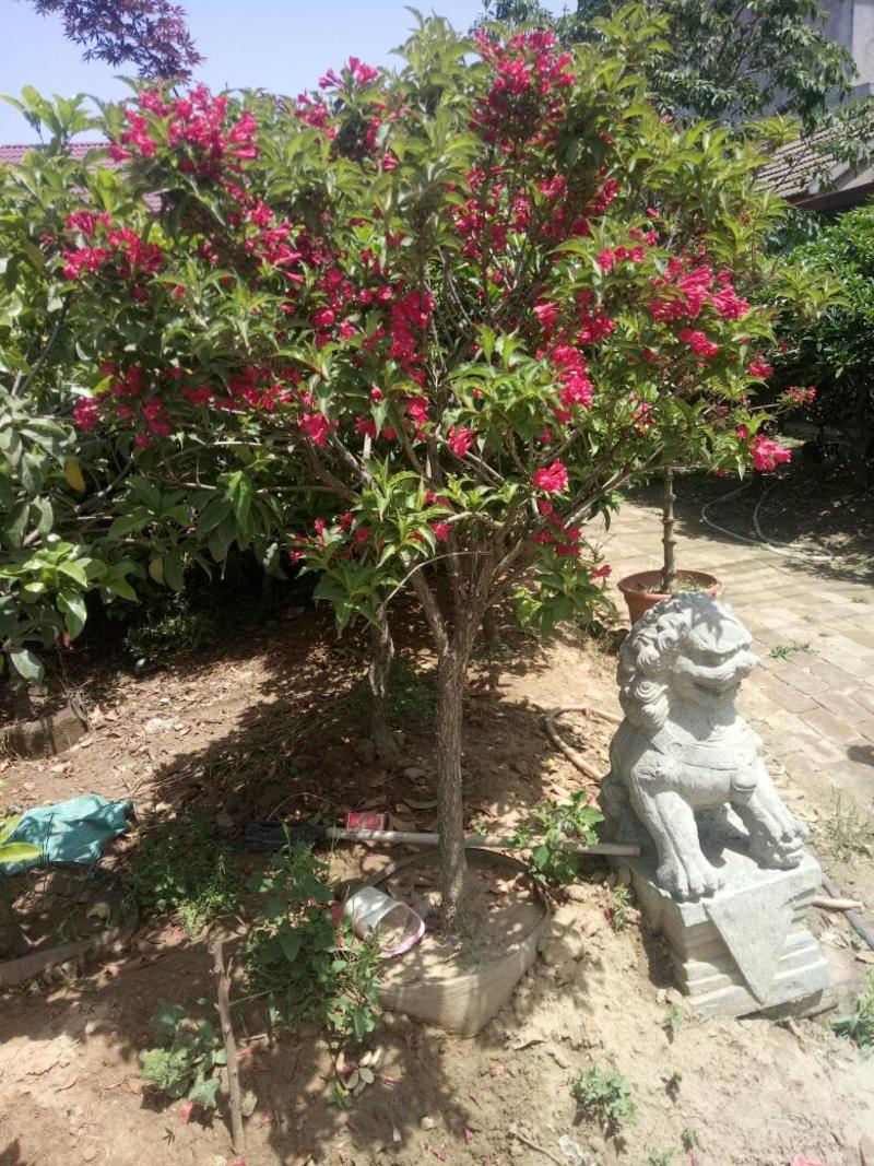 红王子锦带花80~100cm