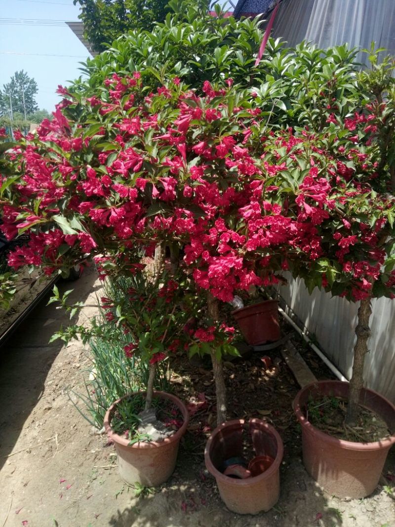 红王子锦带花80~100cm