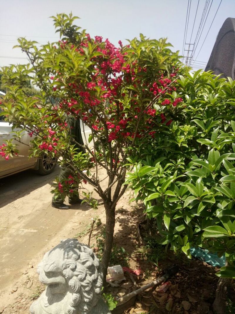 红王子锦带花80~100cm