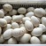 三花鹅苗250g以上