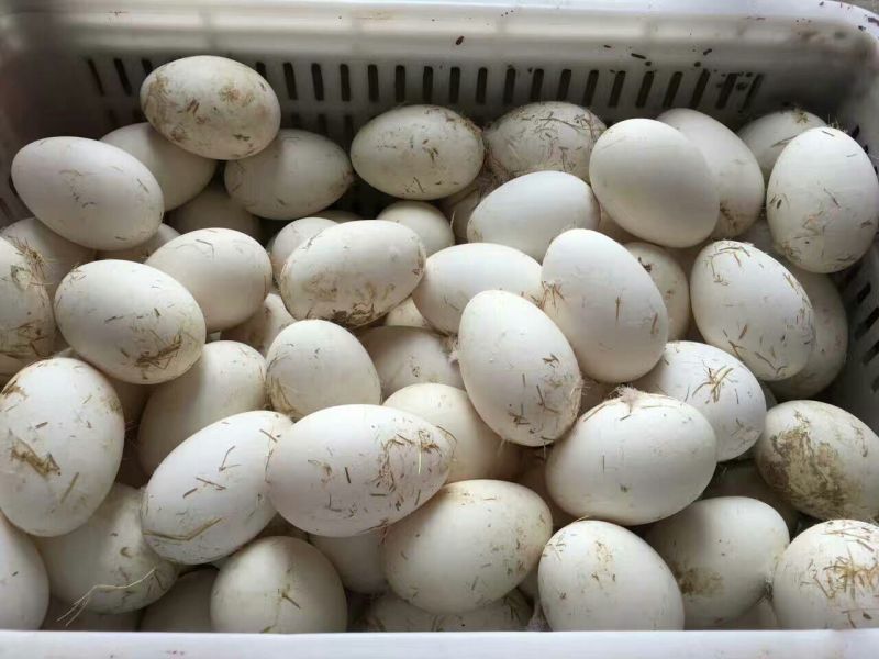 三花鹅苗250g以上