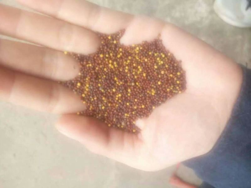油菜籽贵州安顺本地苦油菜金油菜高芥酸菜籽