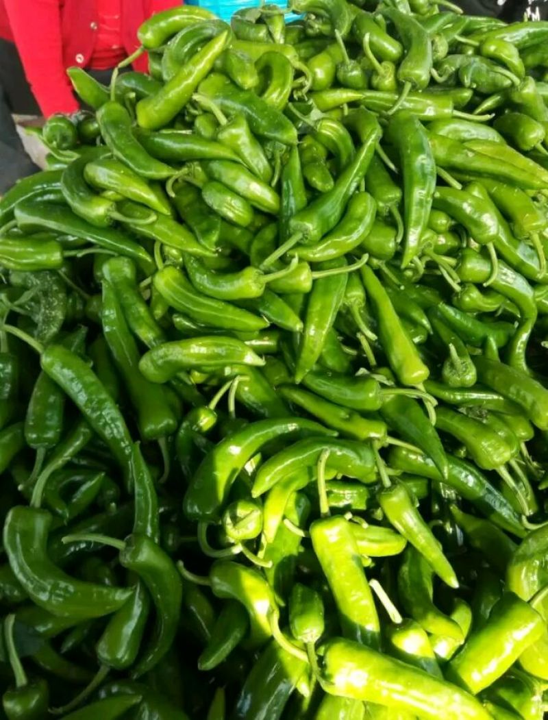 精品辣椒，辣妹子尖椒10~15厘米青中辣量大优良