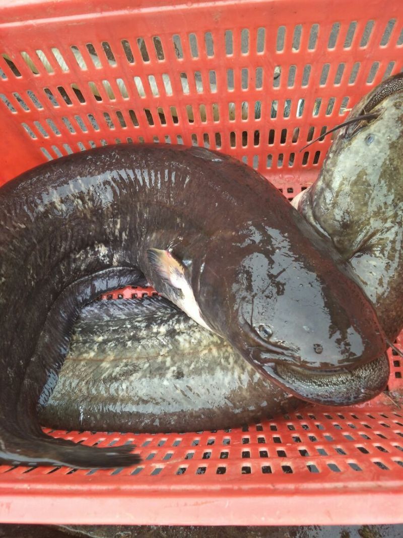 大口鲶食用