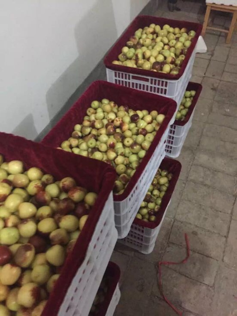 新鲜大荔冬枣温棚冬枣冬枣价格产地种植户供应