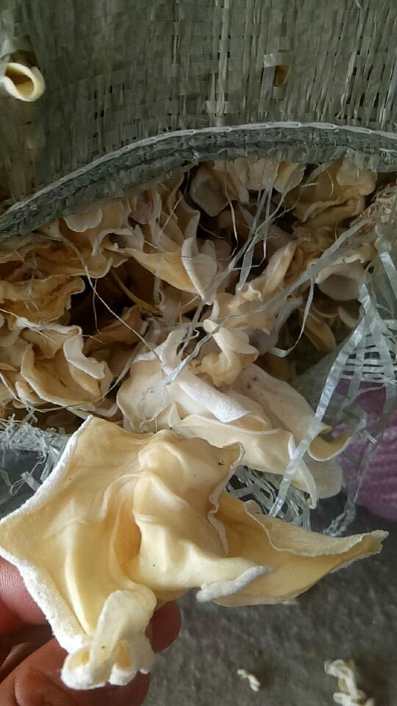 干木耳一级
