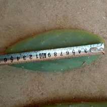 仙人掌6cm成活率95%以上，有带根发货