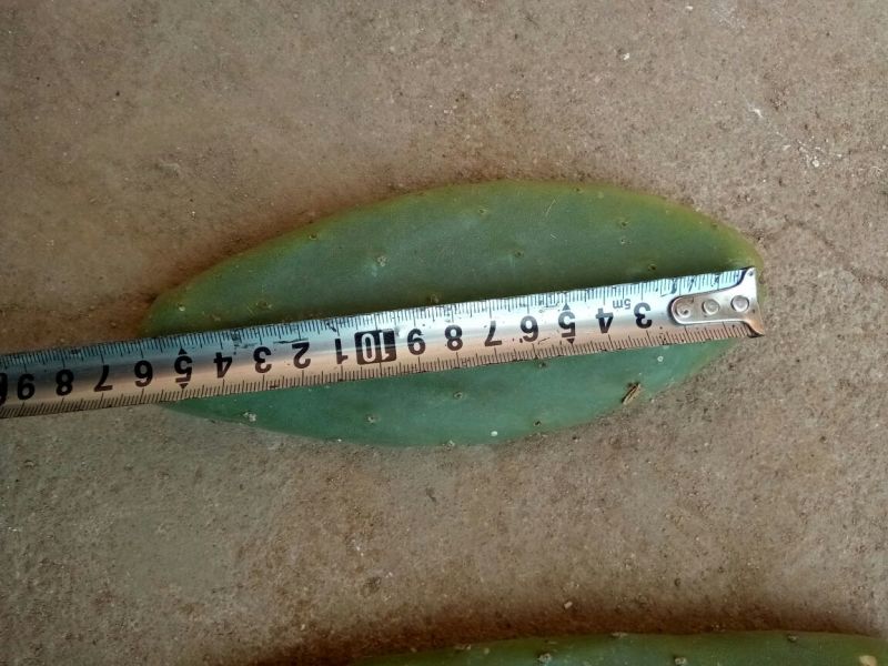 仙人掌6cm成活率95%以上，有带根发货