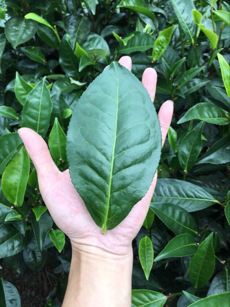 普洱茶