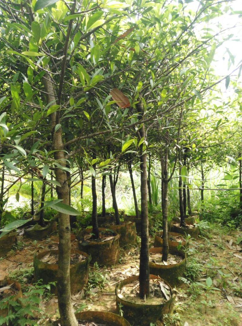 广西山竹岭南山竹子苗