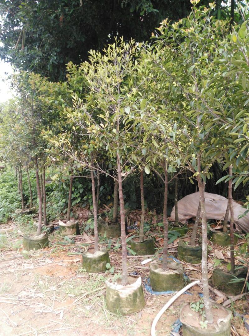 广西山竹岭南山竹子苗