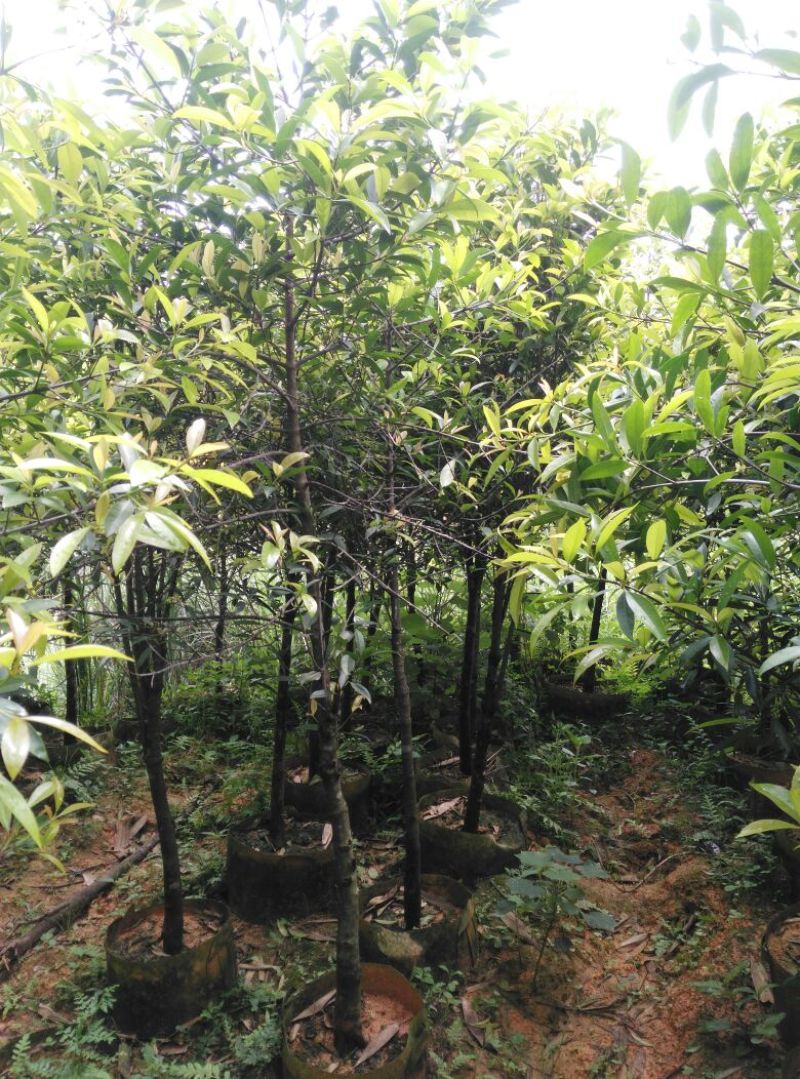 广西山竹岭南山竹子苗