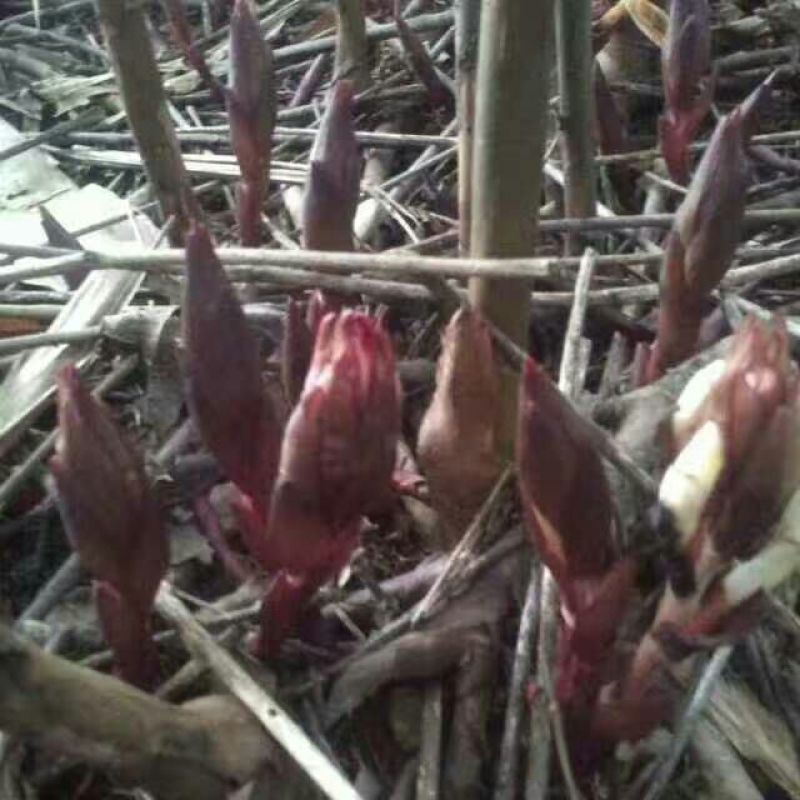 砂仁苗