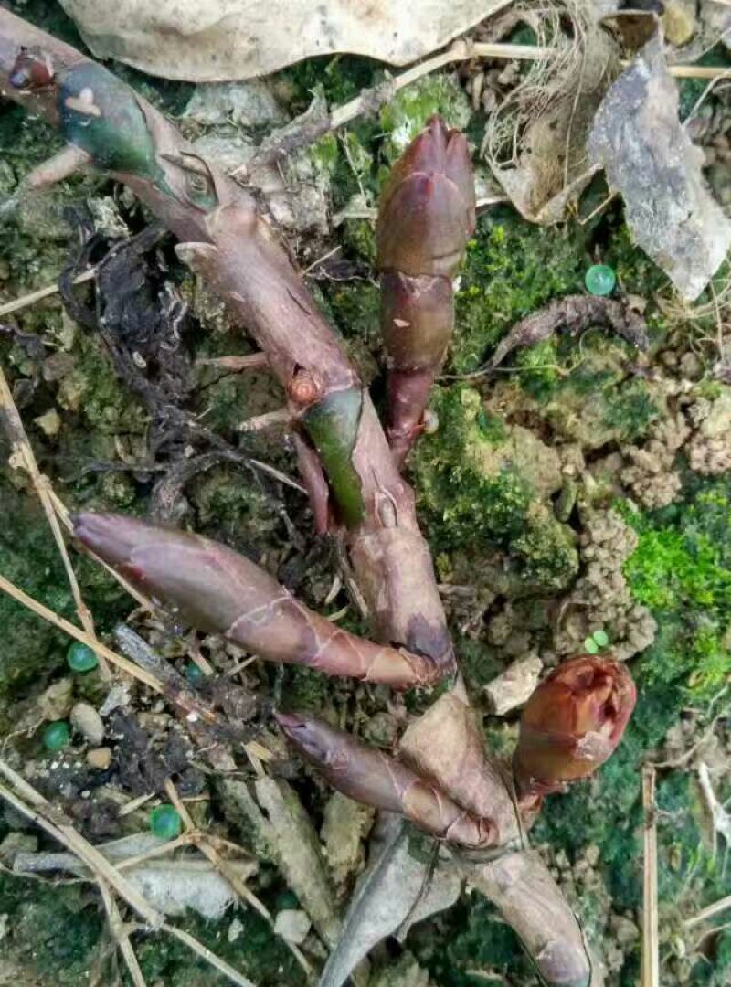 砂仁苗