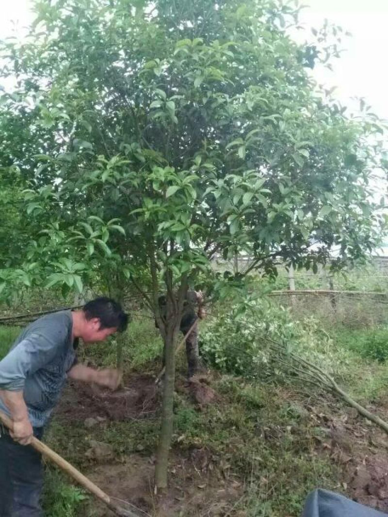 桂花树金桂树八月桂花树占地桂花树基地发货一手货源