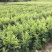 三华李树苗,带叶子发货,广西发货,基地发货品质保证。