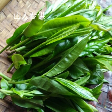 古树普洱茶一级