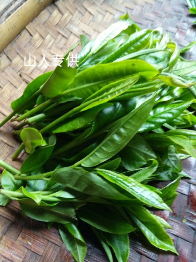 古树普洱茶一级