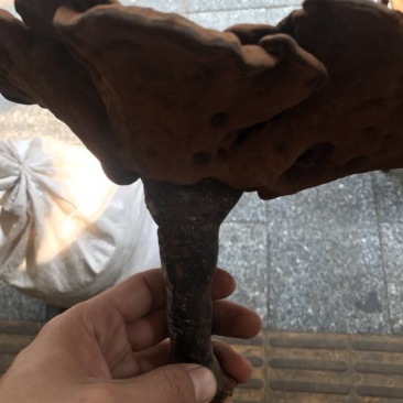灵芝