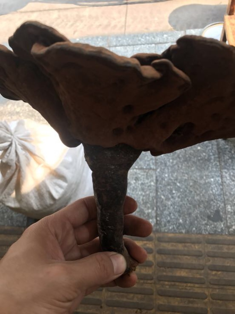 灵芝