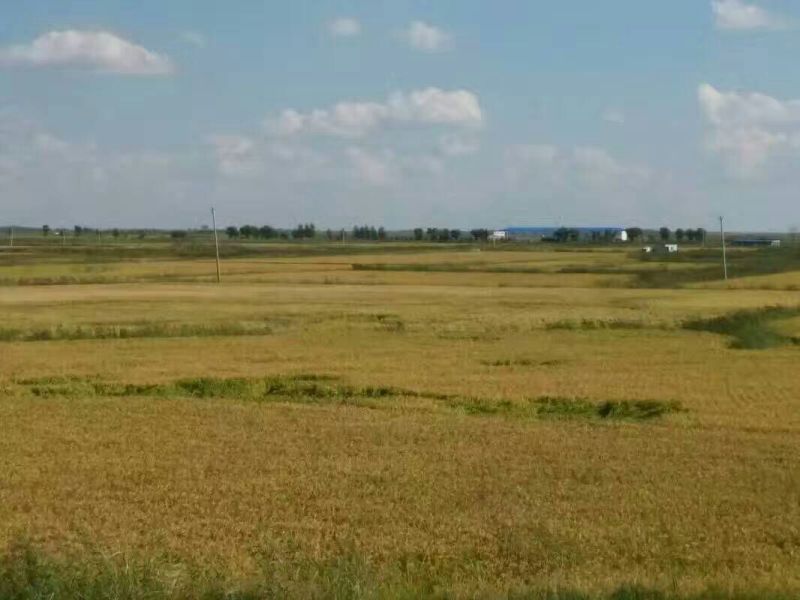 石板大米新米一级