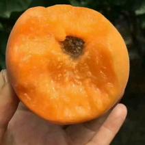 安徽省砀山露天巴斗杏个大色鲜，口感脆甜，代收全国！