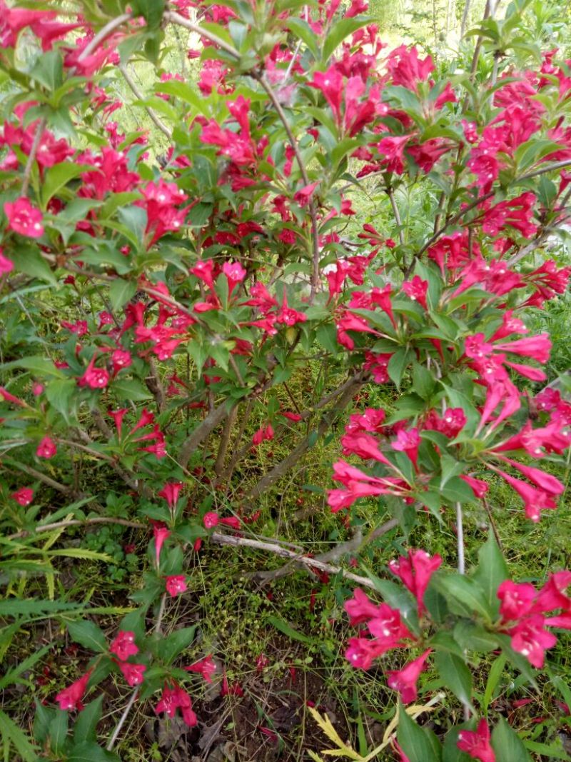 红王子锦带花30~50cm