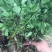菊花苗北京菊苗早熟北京菊