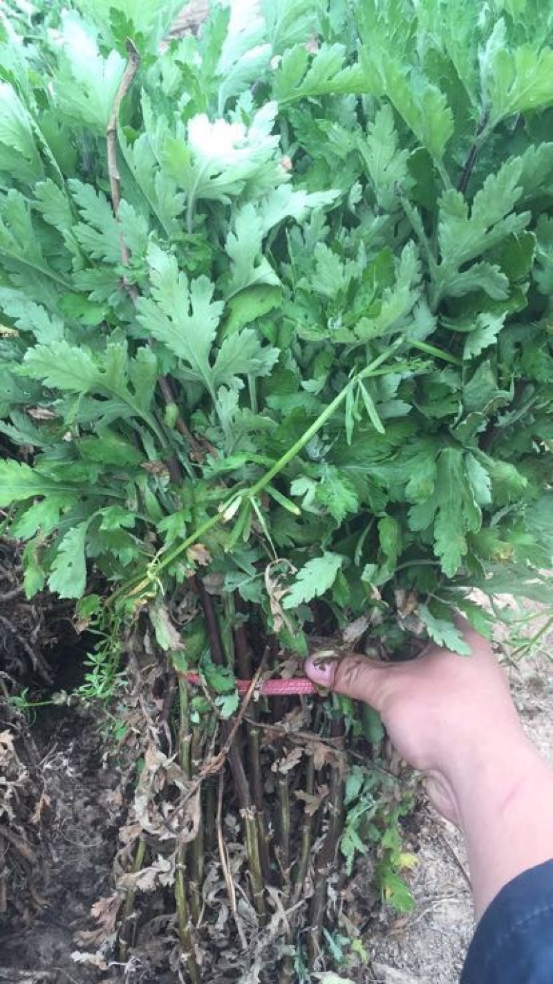 菊花苗北京菊苗早熟北京菊
