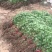 菊花苗北京菊苗早熟北京菊