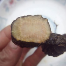 三叶青野生三叶青