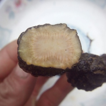 三叶青野生三叶青