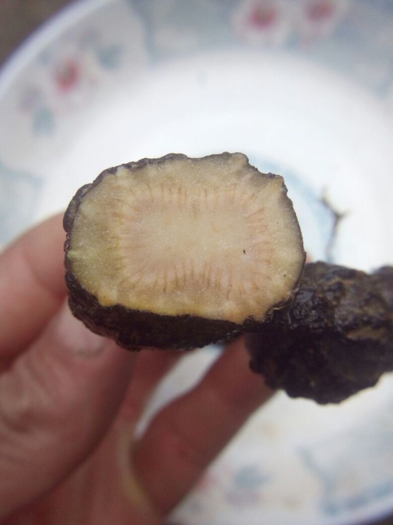 三叶青野生三叶青
