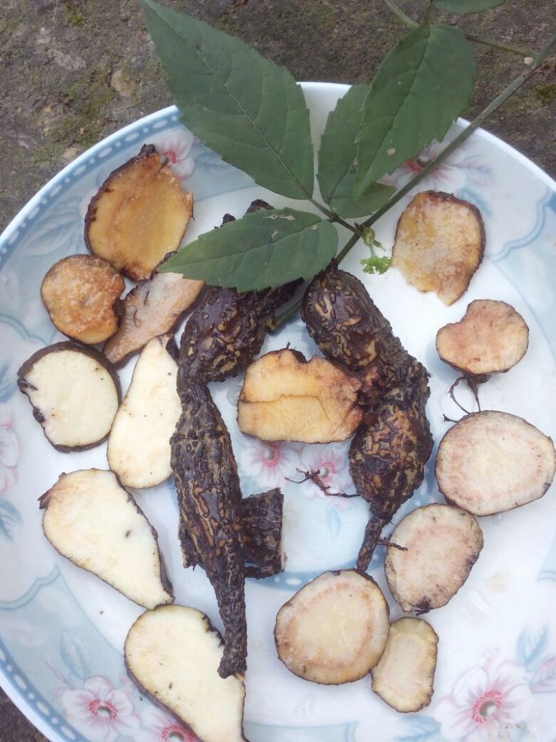 三叶青野生三叶青