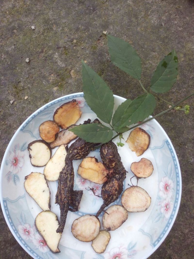 三叶青野生三叶青
