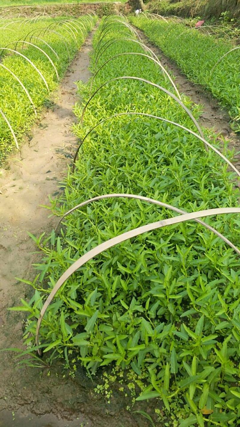 竹叶空心菜15~20厘米