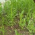 竹叶空心菜15~20厘米
